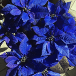 ポインセチアの花言葉　青